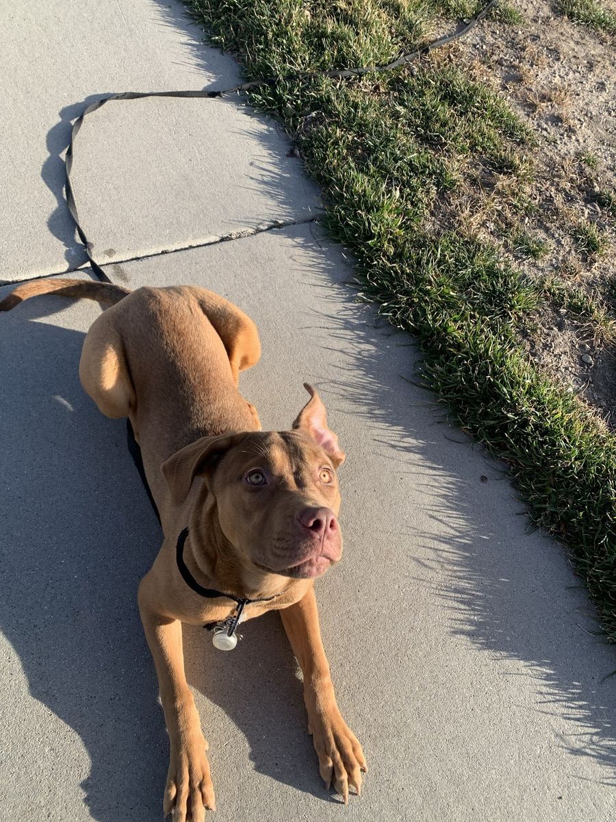 Dogo Cane Corso Female Puppy