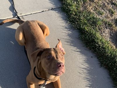 Dogo Cane Corso Female Puppy