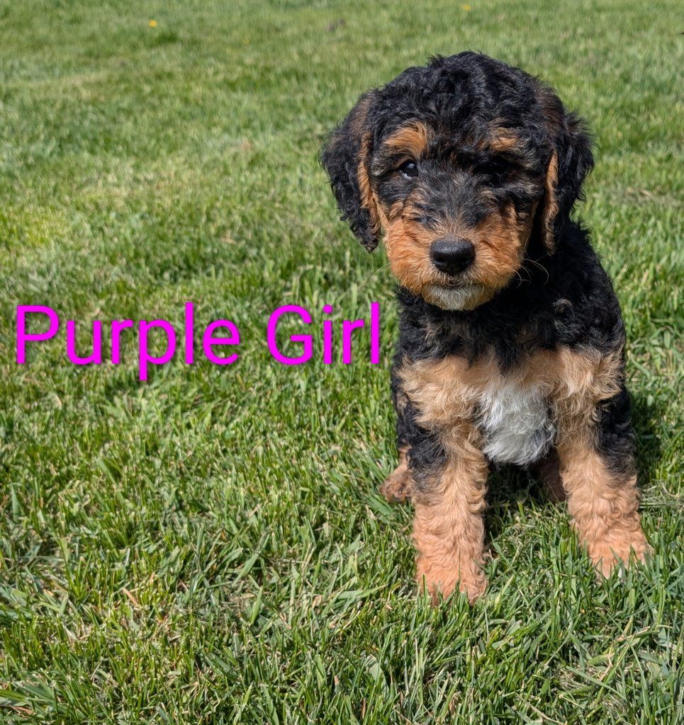 Airedoodle puppies