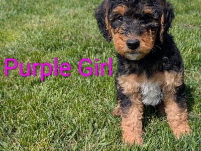 Airedoodle puppies