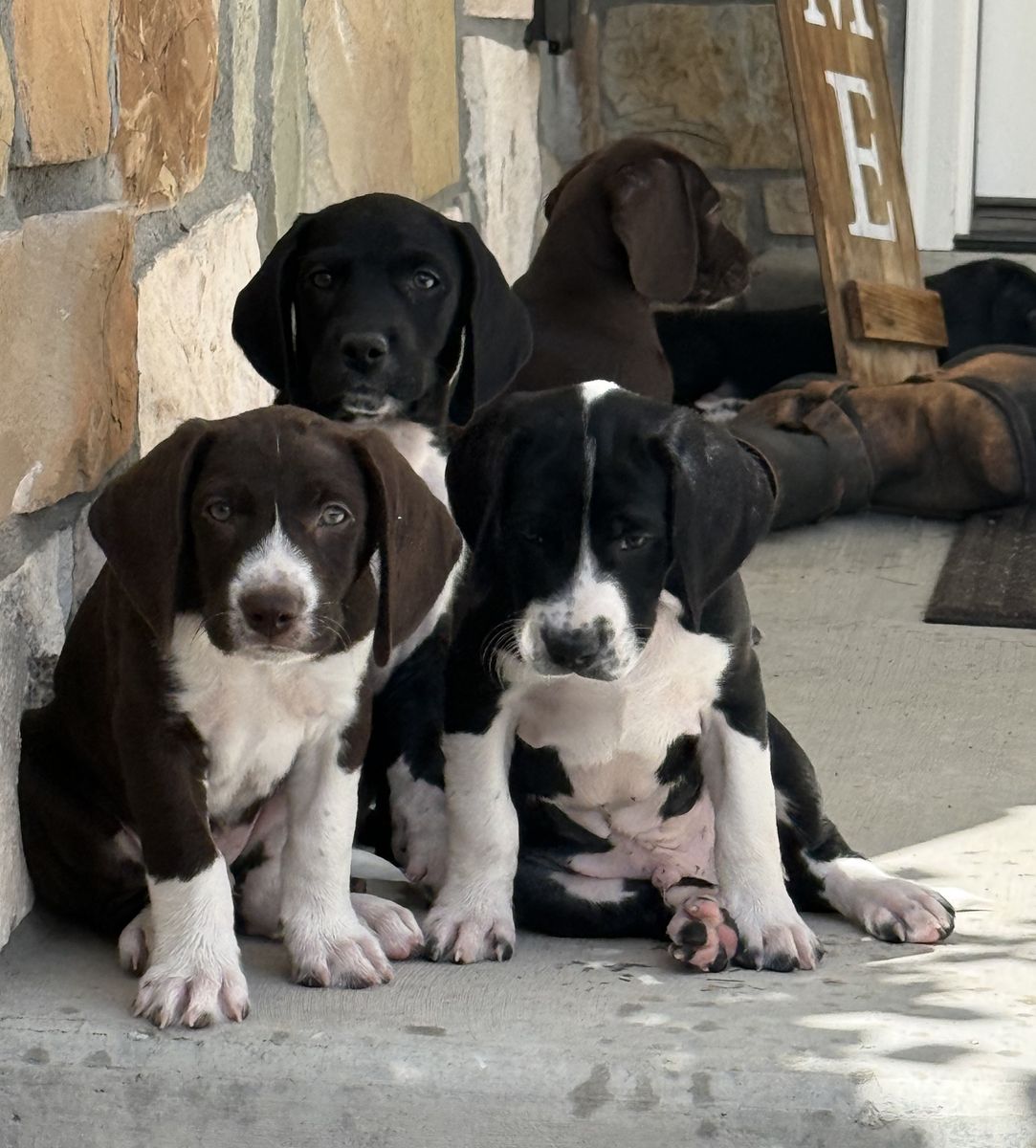 PUPPIES - Built for Utah's Mountains — Bernese Mountain Pointer Puppies (GSP x Bernese Cross)