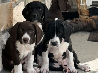 PUPPIES - Built for Utah's Mountains — Bernese Mountain Pointer Puppies (GSP x Bernese Cross) AVAILABLE next weekend June 26-28