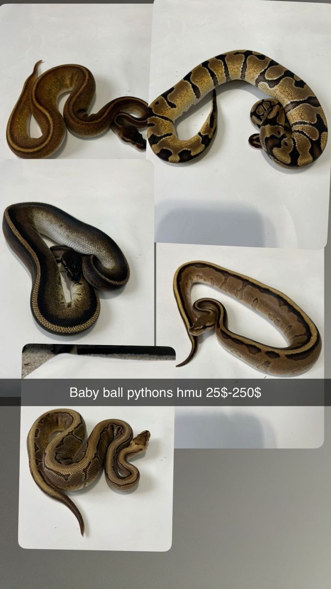 Baby ball pythons