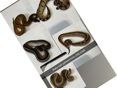 Baby ball pythons