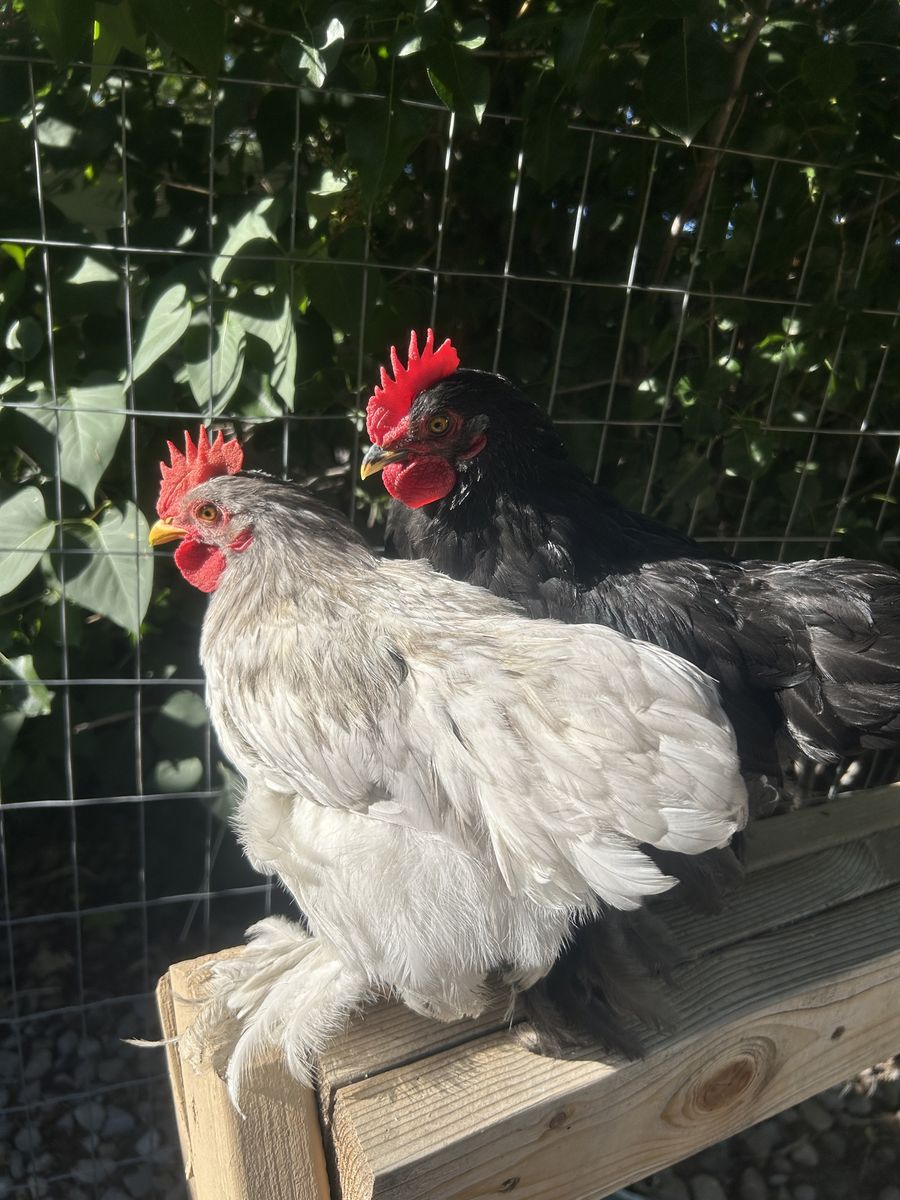 Bantam Duccle mini roosters
