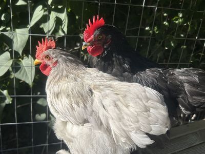 Bantam Duccle mini roosters