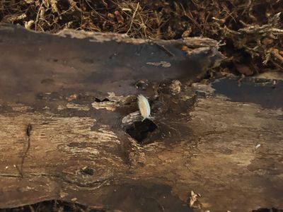 Oreo and White isopods - fresh generation priced to sell today