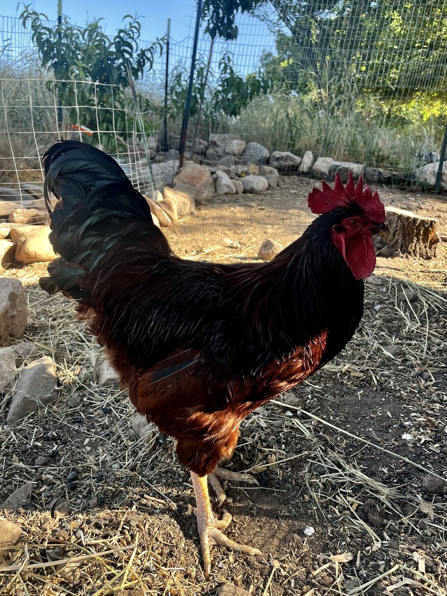 Champion bloodline Rhode Island Red rooster