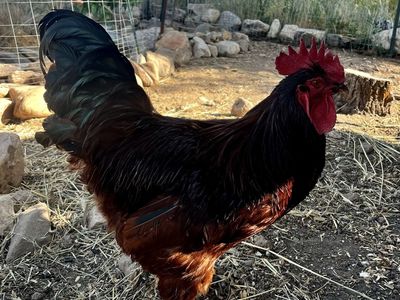 Champion bloodline Rhode Island Red rooster