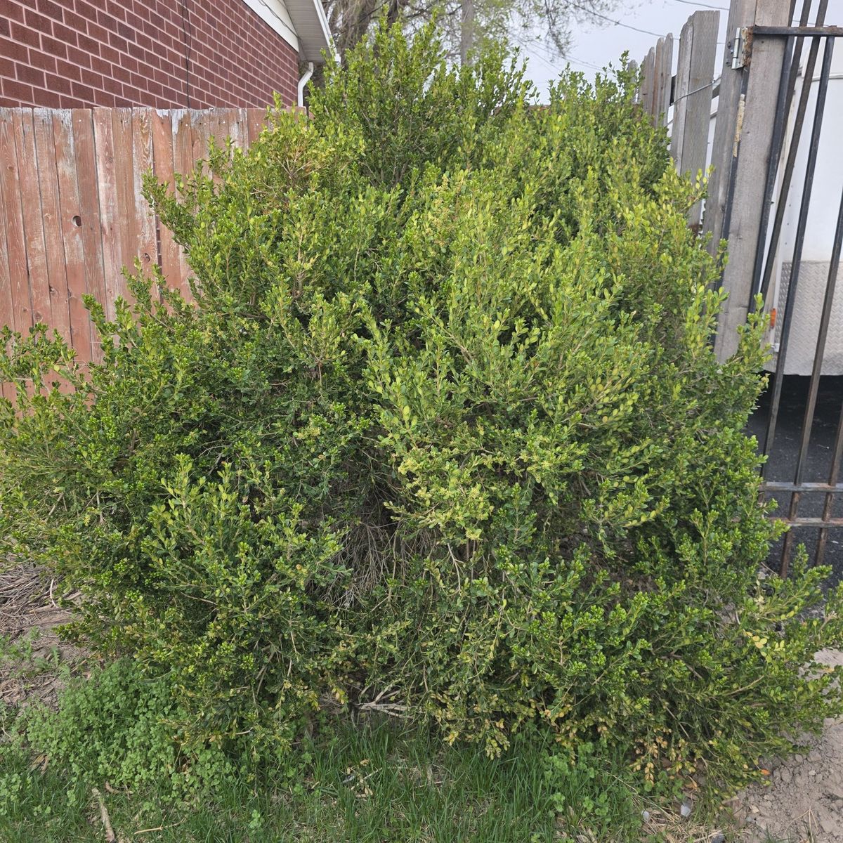 Free Ornamental Bush
