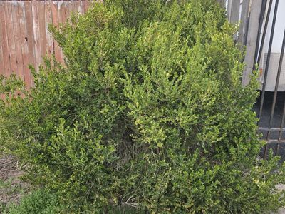 Free Ornamental Bush