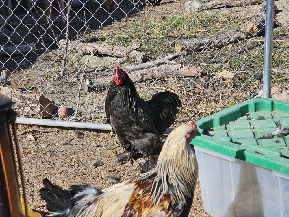 Rouen Drakes For Sale