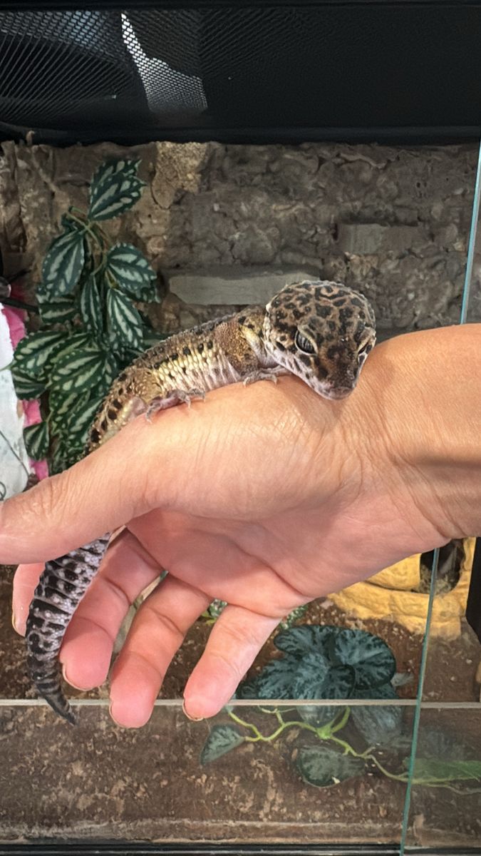 Black night-black blood cross leopard gecko. 