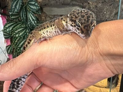 Black night-black blood cross leopard gecko.