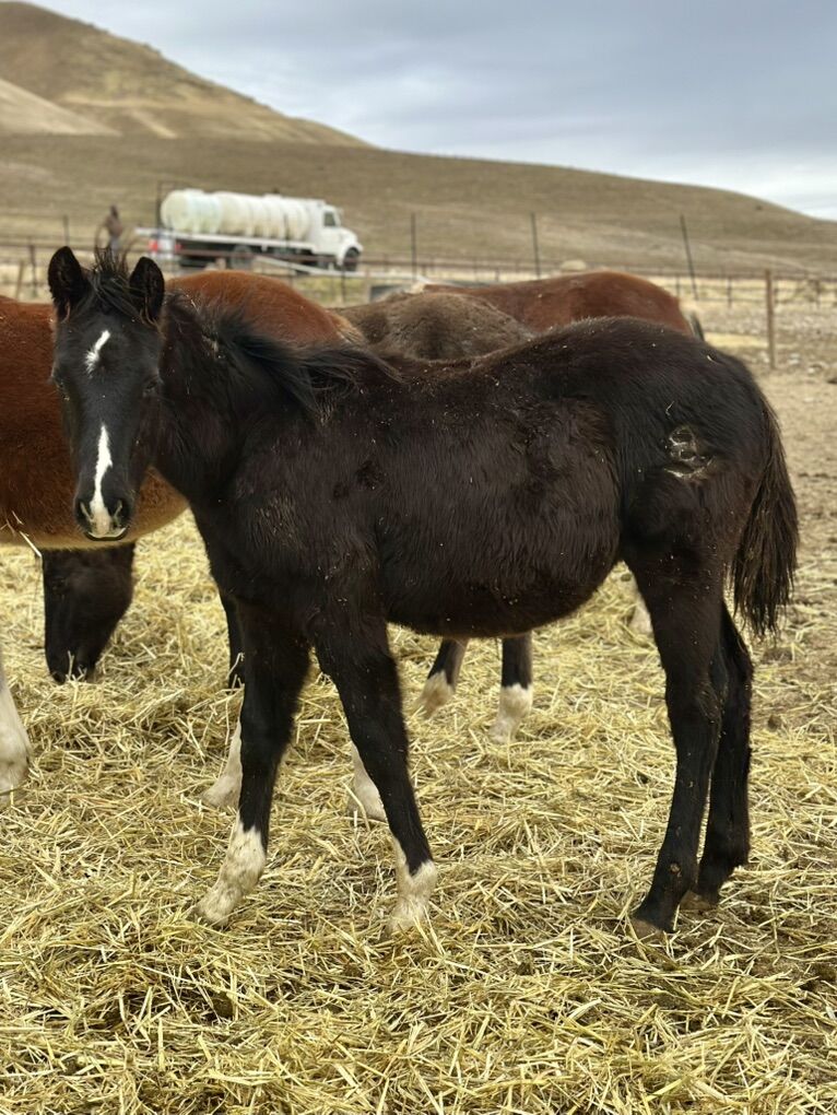 Holy Socks 1/4 Draft Colt