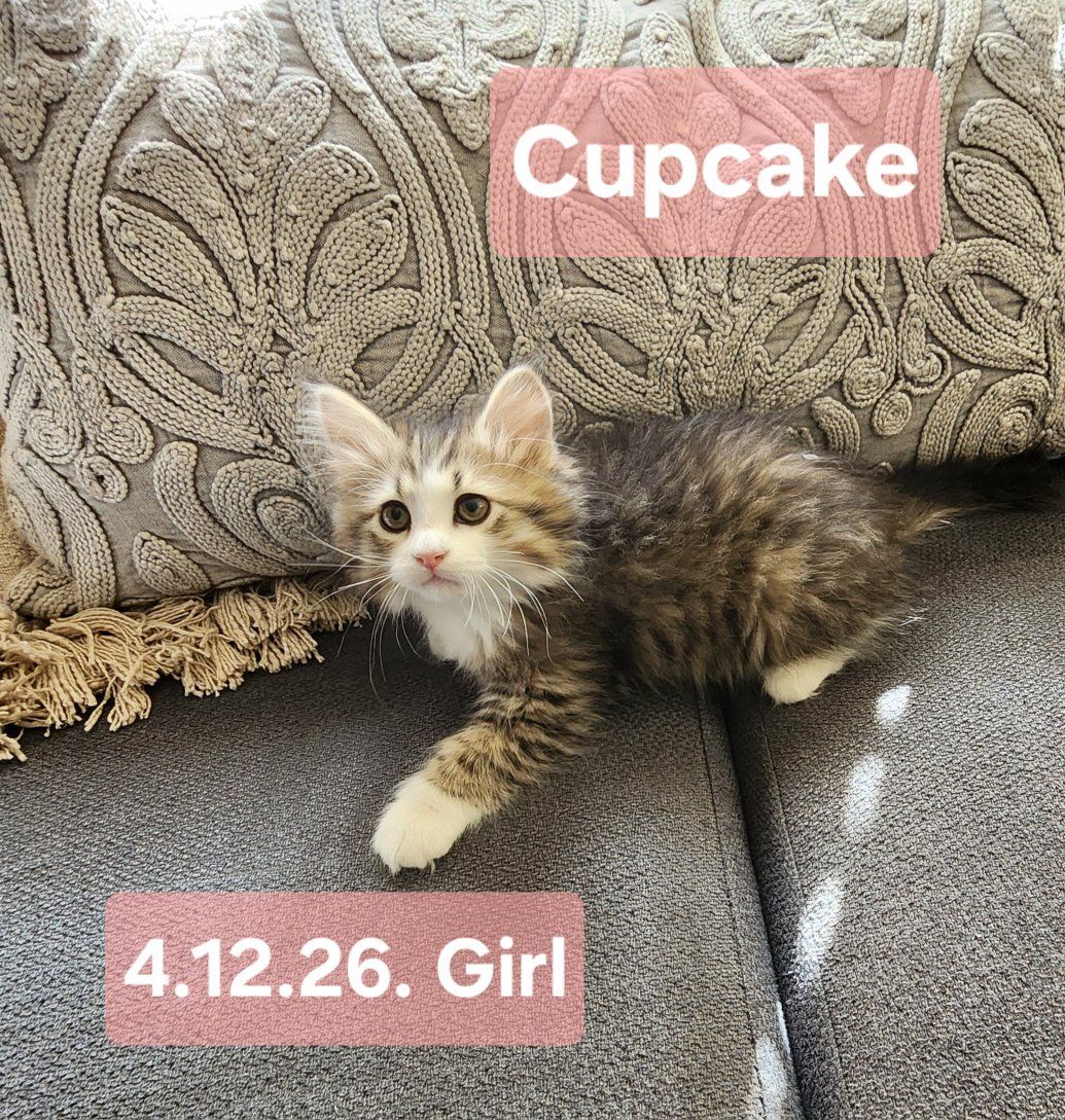 TICA Purebred Siberian Kittens Emotional Support Sweet Playful Cuddly