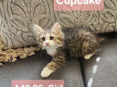 TICA Purebred Siberian Kittens Emotional Support Sweet Playful Cuddly