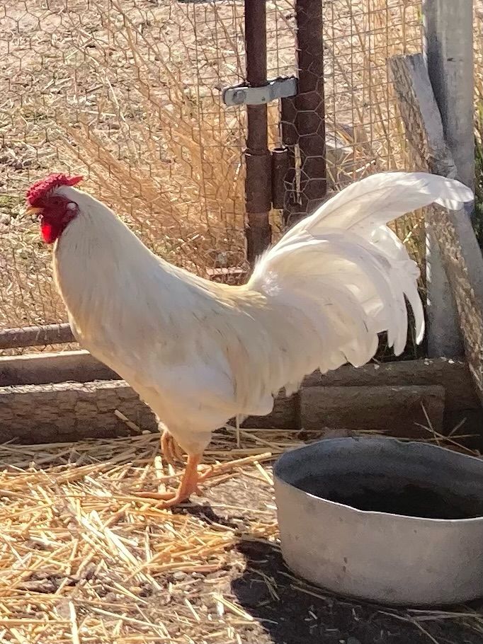 Rooster