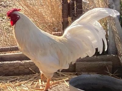 Rooster