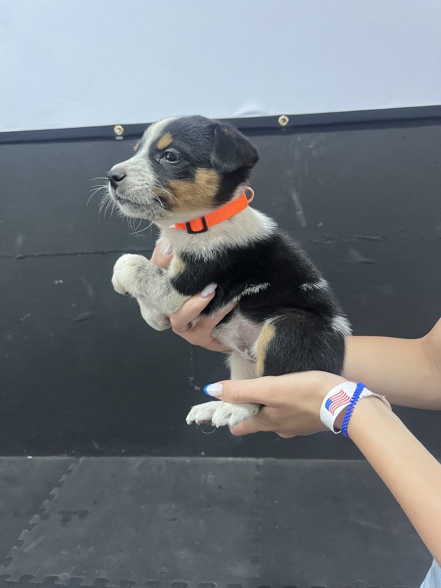 Blue Heeler/ Border Collie Puppies