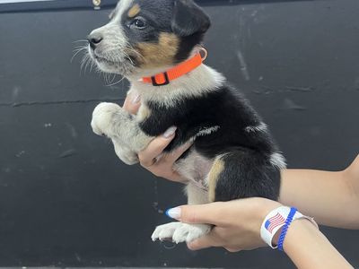 Blue Heeler/ Border Collie Puppies