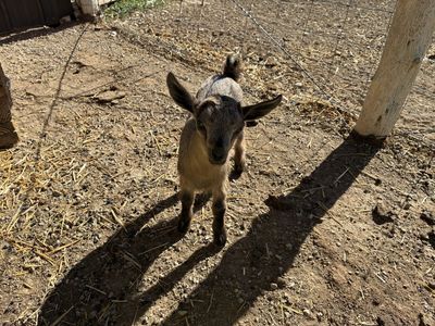4 Bucklings - 1 Doeling