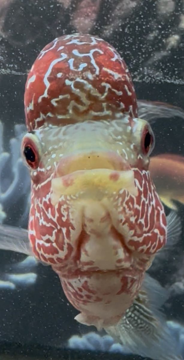 Freshwater Flowerhorn Fish