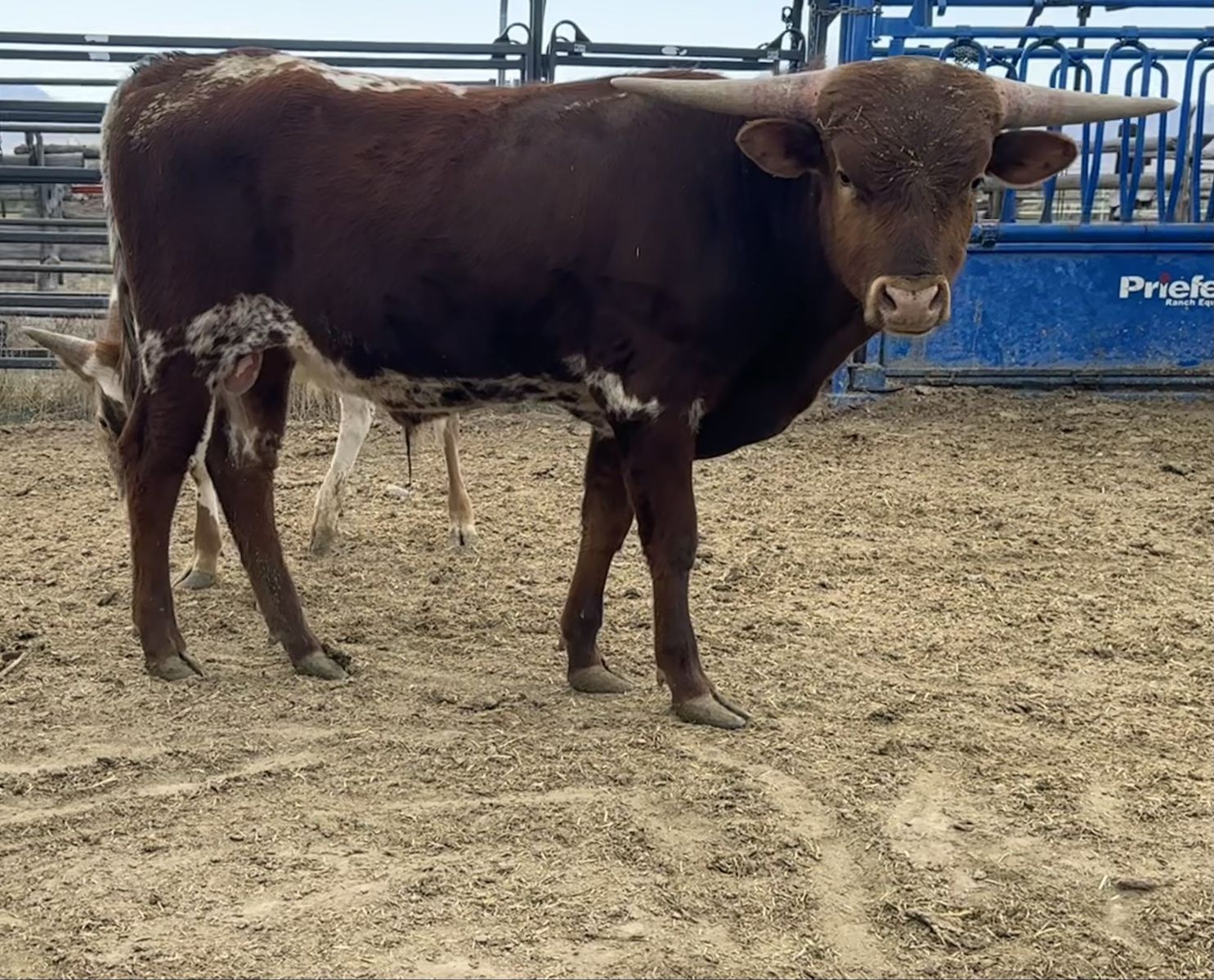 Longhorn Bull