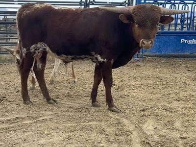 Longhorn Bull