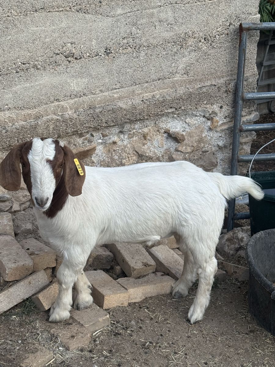 Boer goat whether