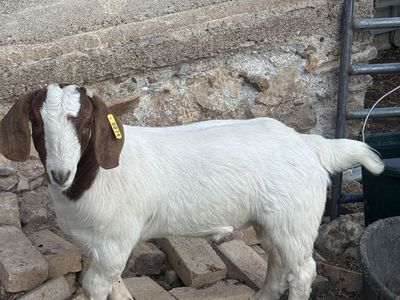 Boer goat whether