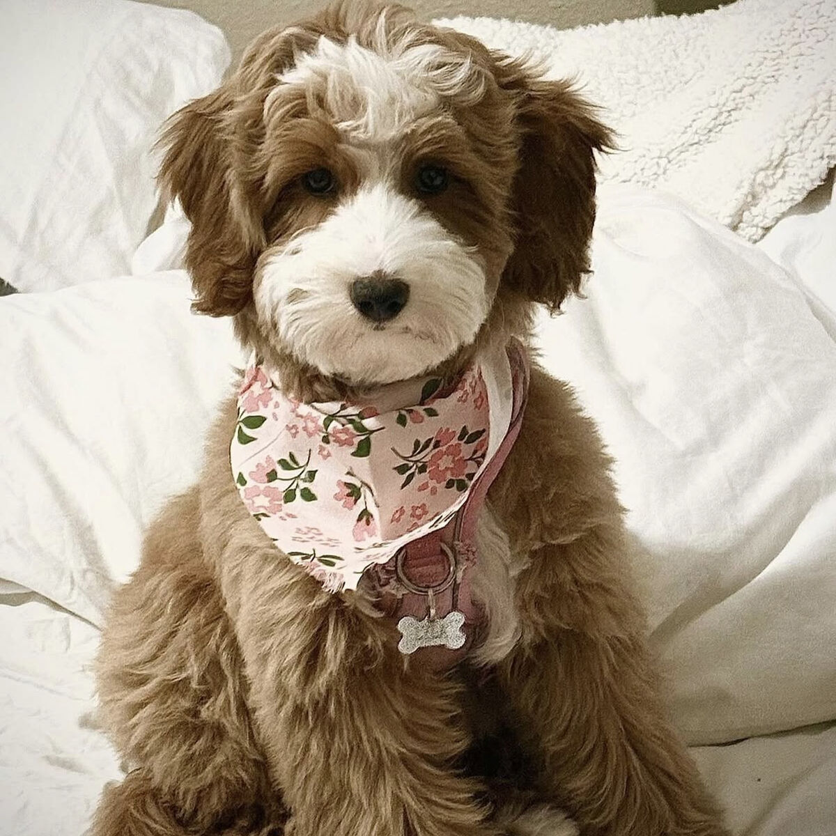 UPCOMING TOY GOLDENDOODLES FALL 2026