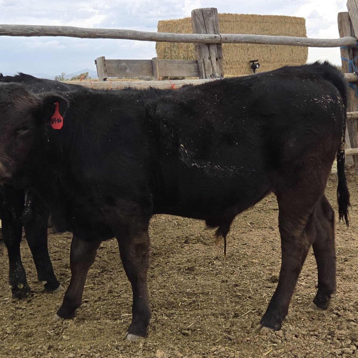 Angus bull calf