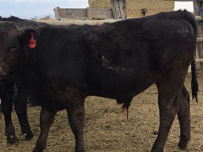 Angus bull calf