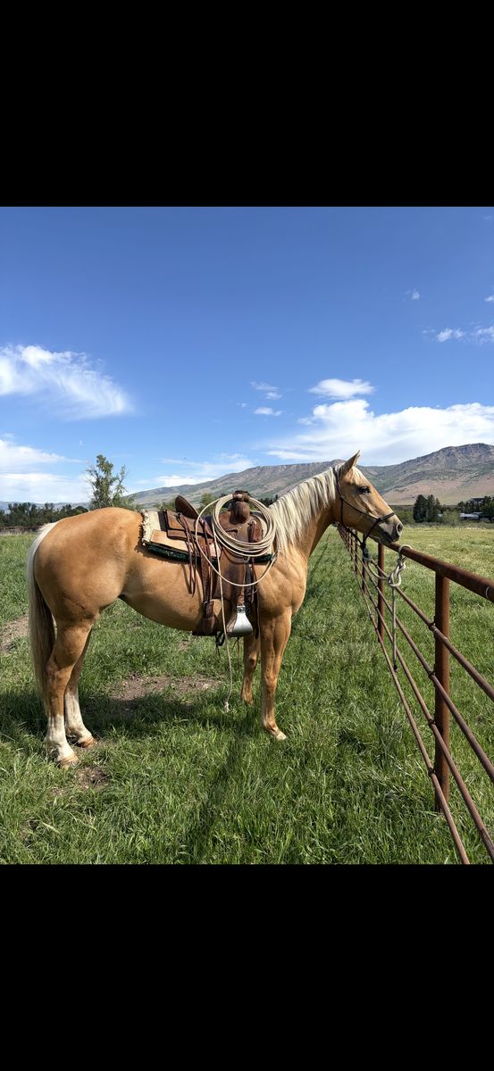 GENTLE 5yro Ranch Mare