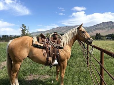 GENTLE 5yro Ranch Mare