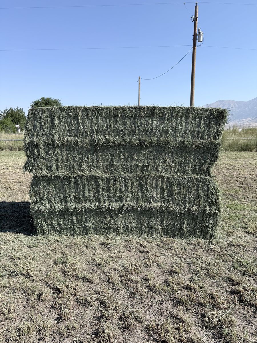 3x4 alfalfa 3rd crop