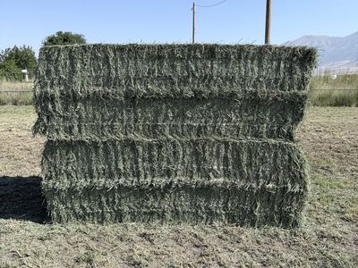 3x4 alfalfa 3rd crop