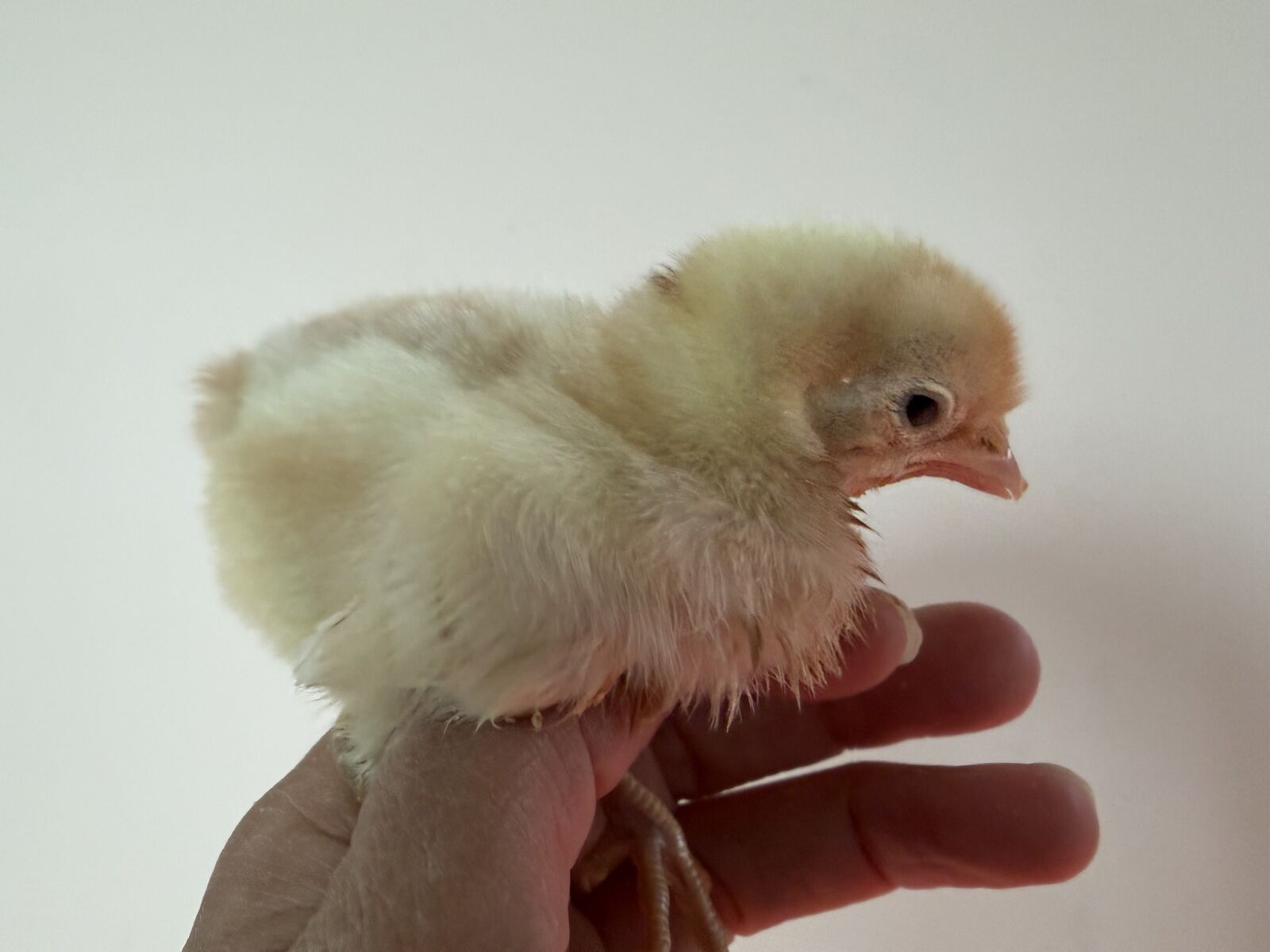 Beautiful chicks female only!