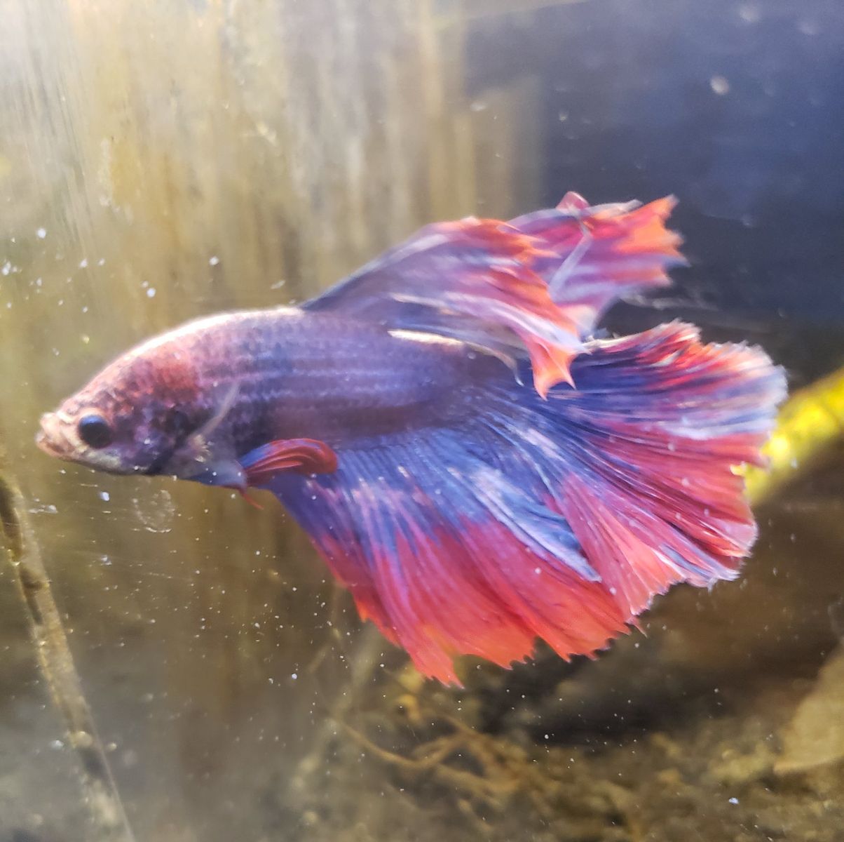Vibrant import Male Betta Fish - Red, Blue, and Purple