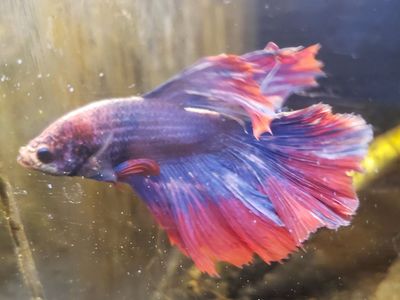 Vibrant import Male Betta Fish - Red, Blue, and Purple