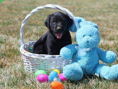 Akc Lab Puppies