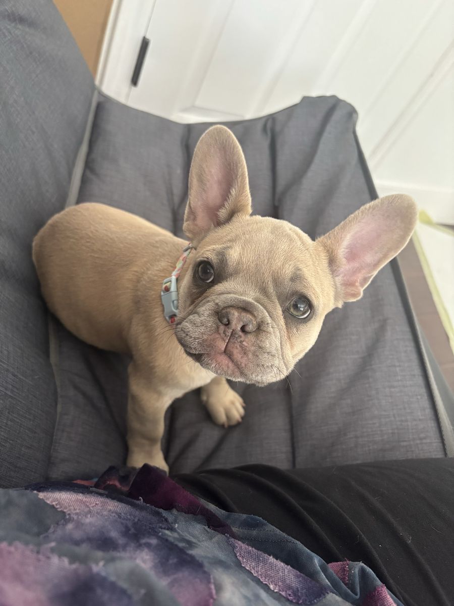 French Bulldog puppy