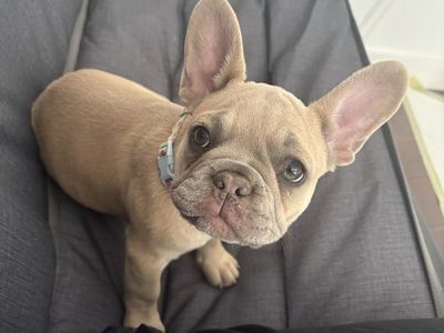French Bulldog puppy