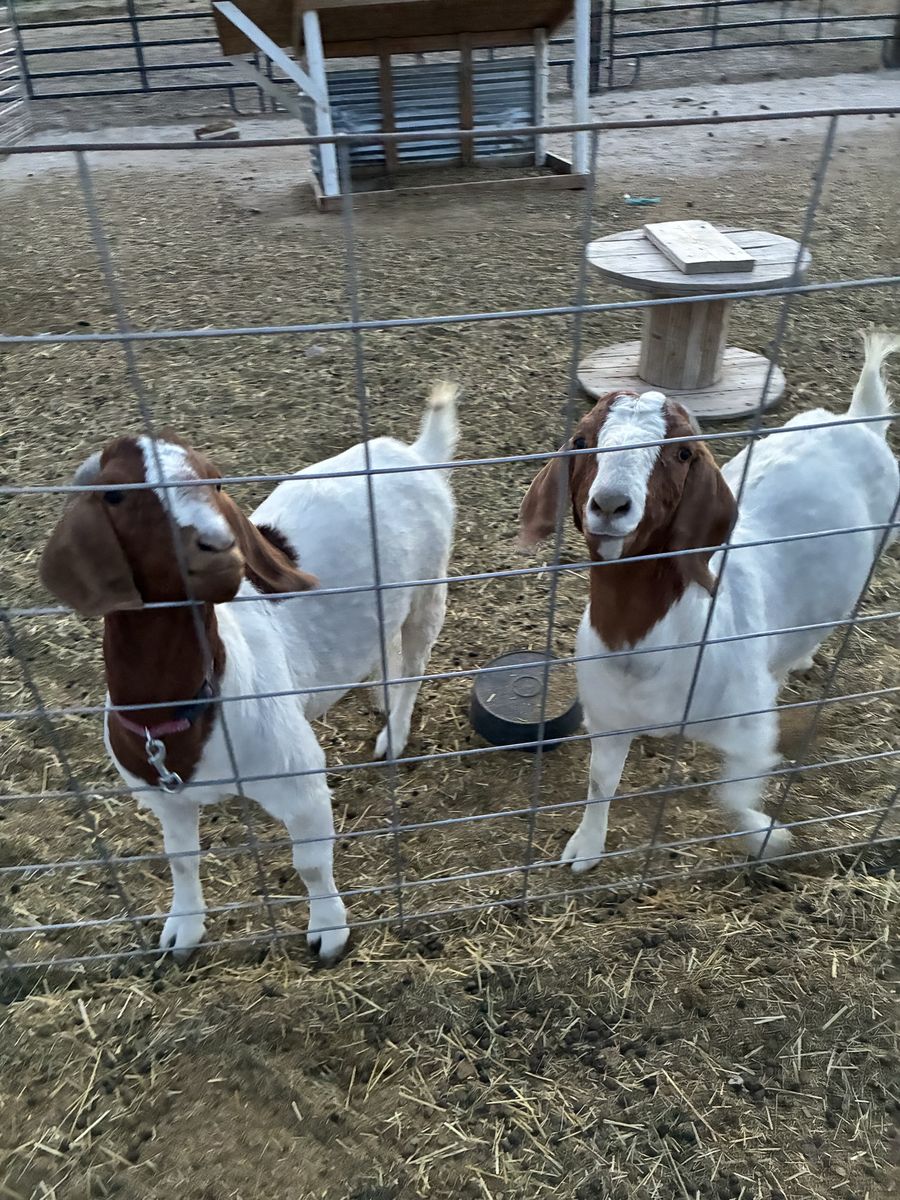 Boer Does