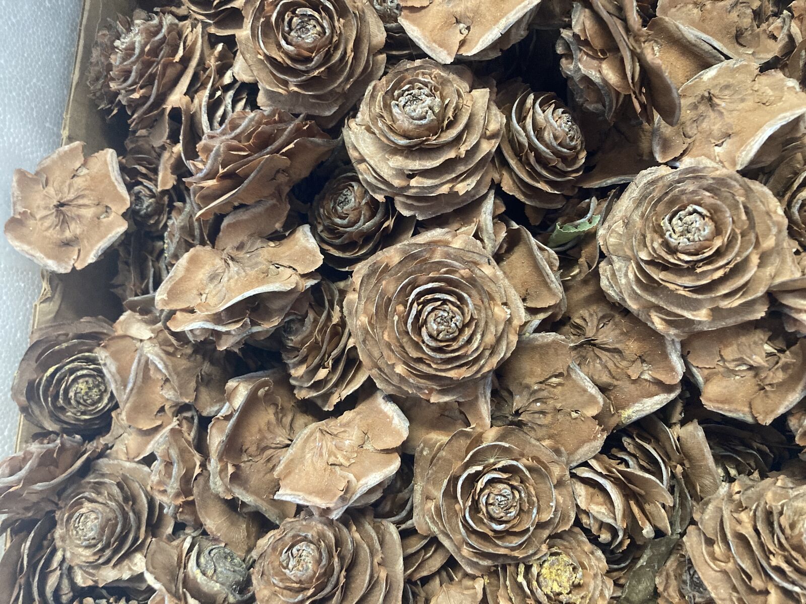 rosette pine cones