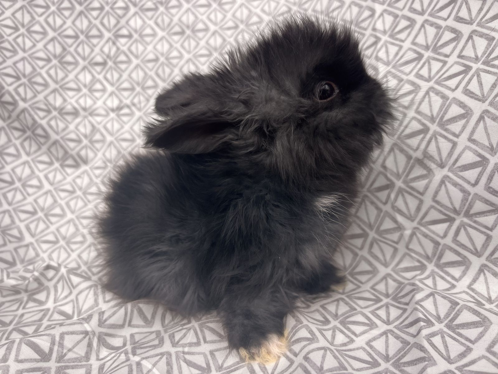 Baby English Angora