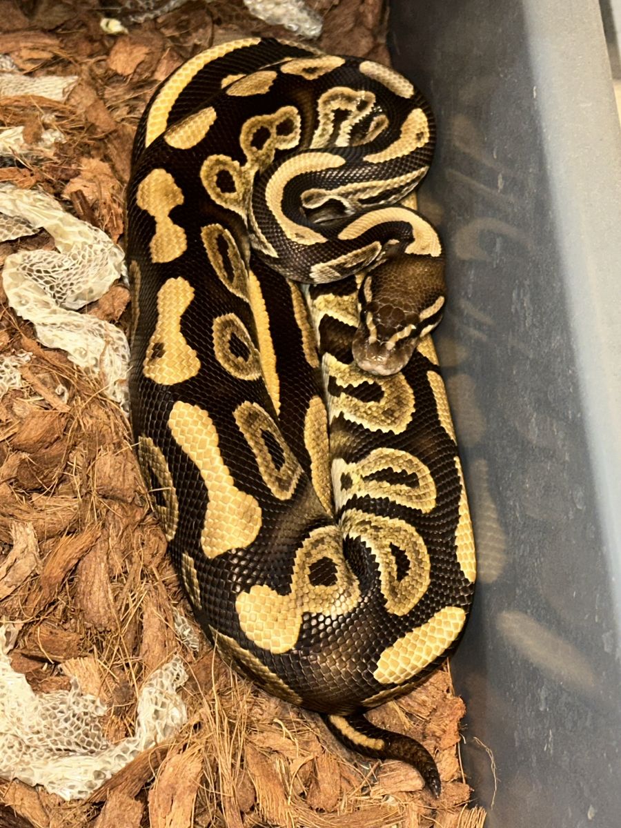 Ball Python
