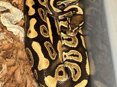 Ball Python