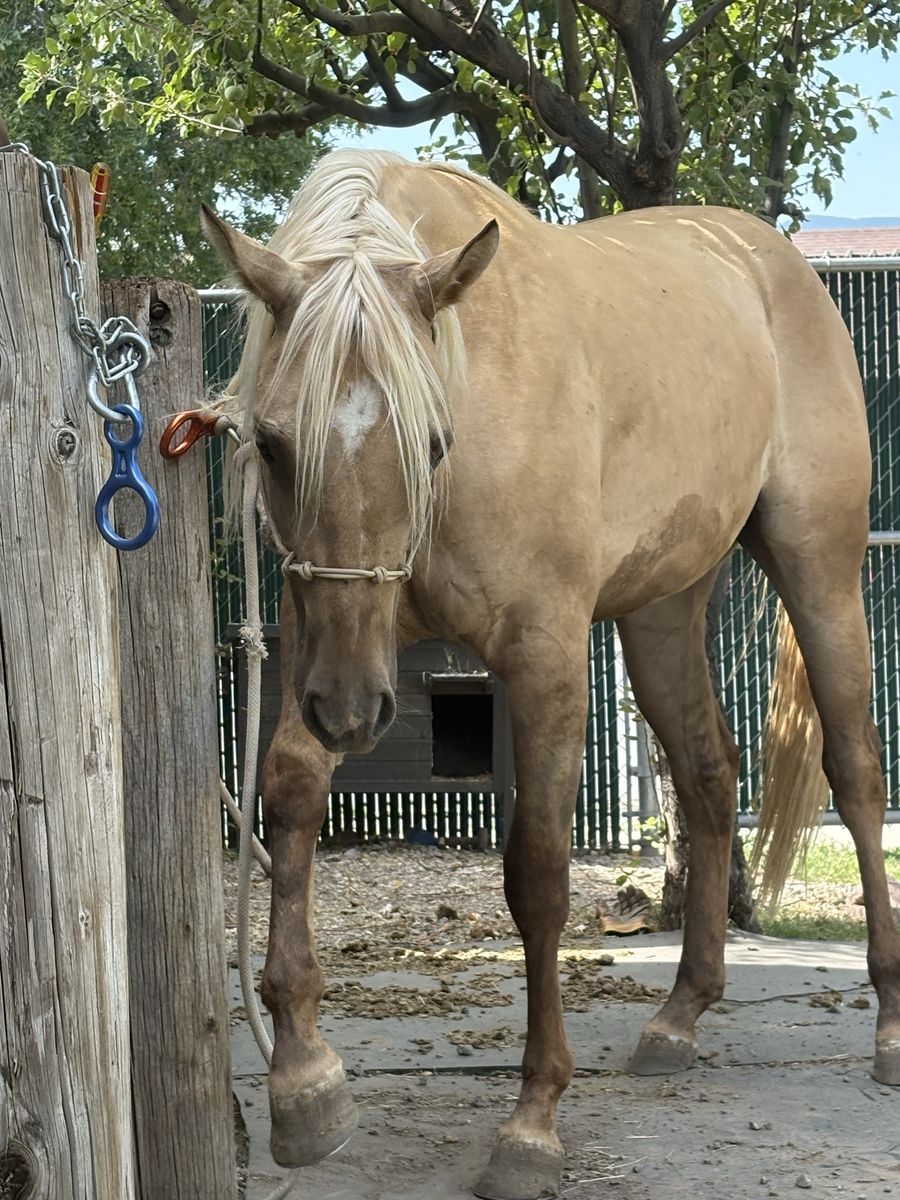 AQHA Dunalino 2-Year-Old Filly